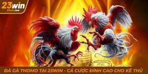 Đá Gà Thomo Tại 23Win - Chứng Kiến Những Pha Ra Đòn Mãn Nhãn